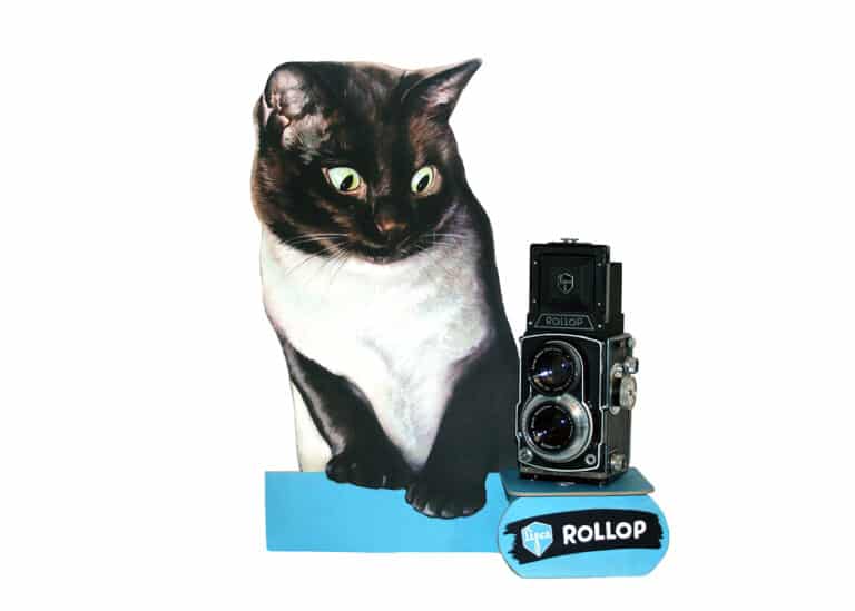 rollop katze quer