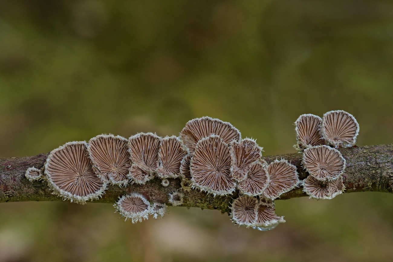 14 bilder, blende 5.6, je 1/5s belichtung