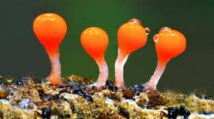 Makro-Fotoausstellung "Verborgene Schönheiten"