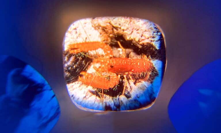 souvenir tv meerestiere krebs