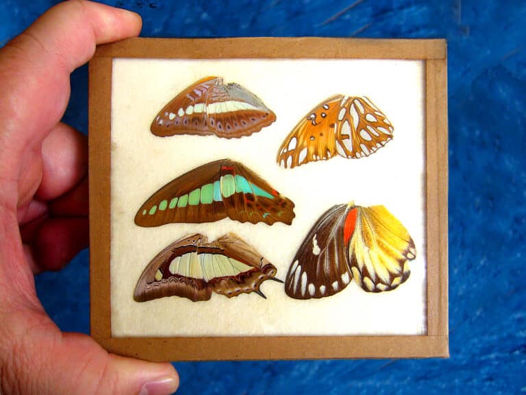 Mikroskopische Präparate