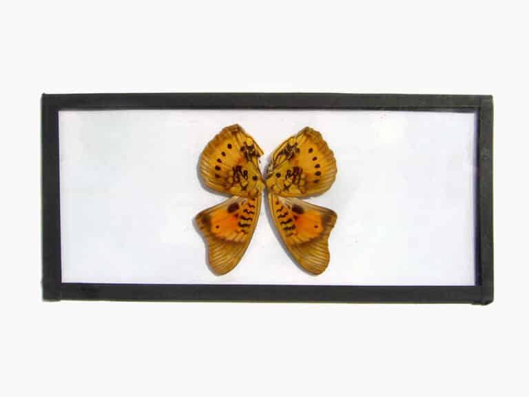 Mikroskopische Präparate