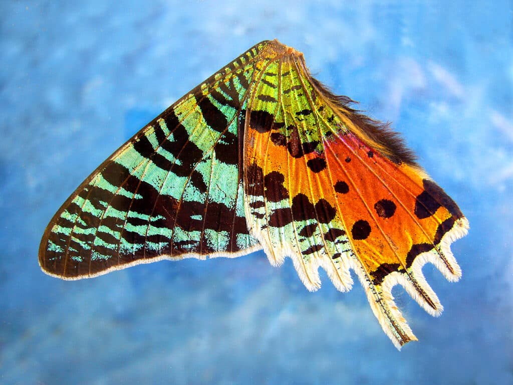 Mikroskopische Präparate