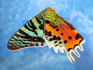 Mikroskopisches Präparat